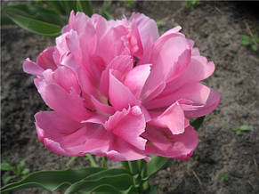 Тюльпан махровий ранній багатоквітковий Peach Blossom (Піч Блоссом) 3 цибулинки, фото 2