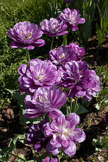 Тюльпан махровий пізній Lilac Perfection (Лайлек Перфекшен) 3 цибулинки, фото 3