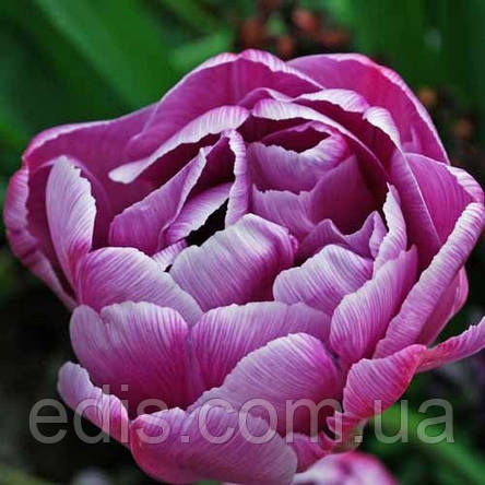 Тюльпан махровий пізній Lilac Perfection (Лайлек Перфекшен) 3 цибулинки, фото 1