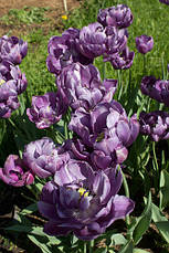Тюльпан махровий пізній Lilac Perfection (Лайлек Перфекшен) 3 цибулинки, фото 4