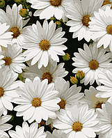Картина за номерами квіти Улюблені ромашки 40 х 50 см Artissimo PN7050 dom-kazka