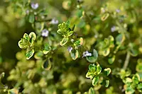 Чебрець варієгатний Ауреус(Thymus)