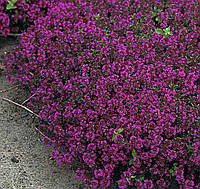 Чебрець повзучий Пурпл Б"юті (Thymus praecox 'Purple Beauty')