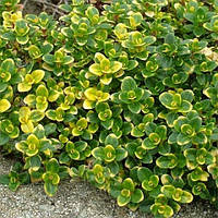 Чабрець лимонний Донна Валей (Thymus citriodorus Doone Valley)