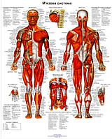 Анатомический плакат Мышечной система 86×67см