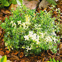 Чебрець варієгата ( Thymus citriodorus 'Variegata')