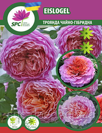 Троянда чайно-гібридна Eisvogel