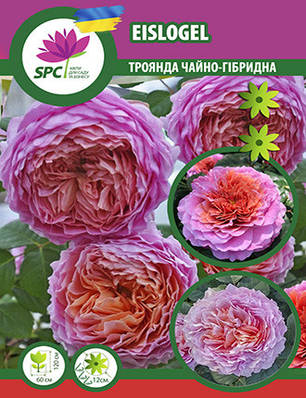 Троянда чайно-гібридна Eisvogel, фото 1