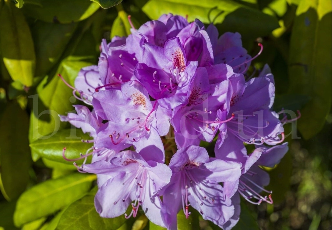 Рододендрон катевбінський Грандіфлорум (Catawbiense Grandiflorum)