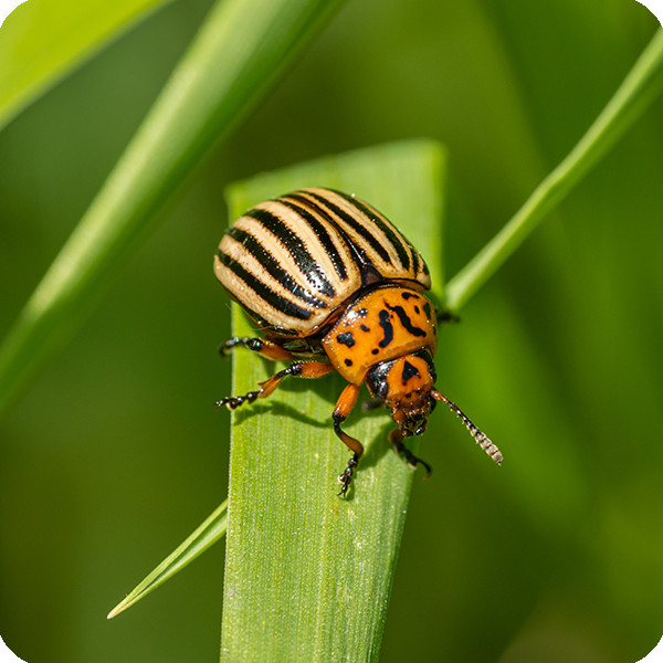 ИНСЕКТИЦИДЫ в Киеве от компании "Интернет-агромагазин "Спринт-Агро"".