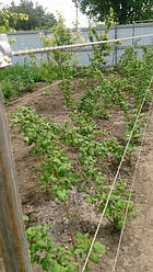 Применение стеклопластиковой арматуры для сооружения малинника