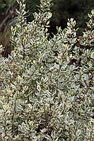 Італійська крушина (жостер) "Argenteovariegata". 
Rhamnus alaternus "Argenteovariegata".