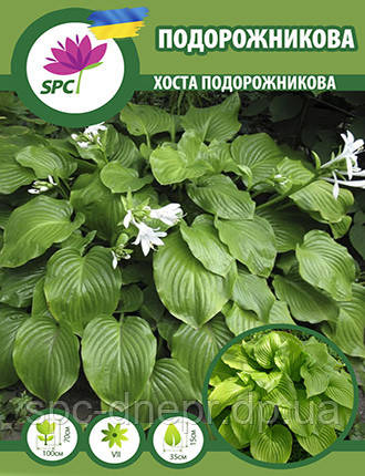 Хоста подорожникова, фото 1