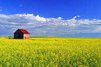 Насіння ріпаку Альберта, Seed Grain Company