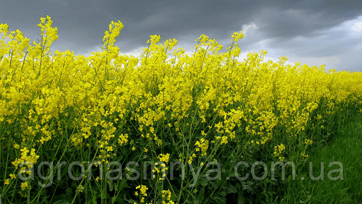 Насіння озимого ріпаку Юкон, Seed Grain Company