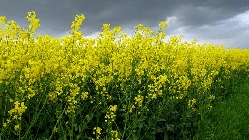 Насіння озимого ріпаку Юкон, Seed Grain Company