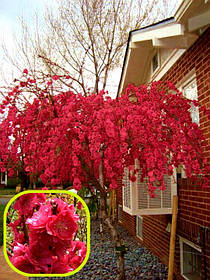 Сакура персиколистна Пендула Марсель \ prunus persica Pendula Marsel ( Штамб 120-150см + крона 50-70см)