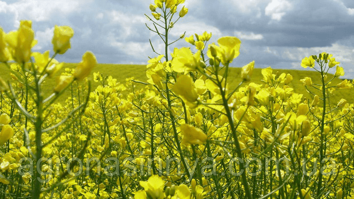 Насіння ріпаку Соло