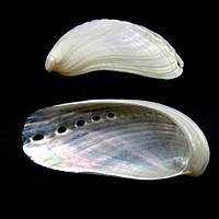 Морські раковини Галіотіс азійський перламутровий Haliotis Asian pearl, розмір: довжина 5-6.5см
