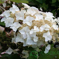 Гортензія дуболиста Tennessee Clone