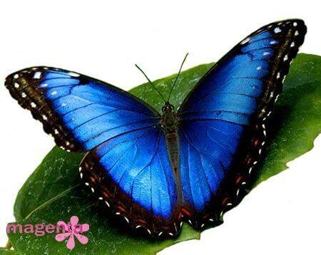 Живая тропическая бабочка Морфо - фото 1 - id-p1886258681