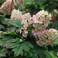 Гортензія дуболиста Applause