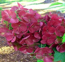 Гортензія дуболиста Аметист (Amethyst)