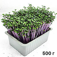 Микрозелень Семена Капусты фиолетовой Микрогрин Капусты фиолетовой 500г