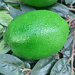Лимон лайм штучний 9.5 см, фото 3