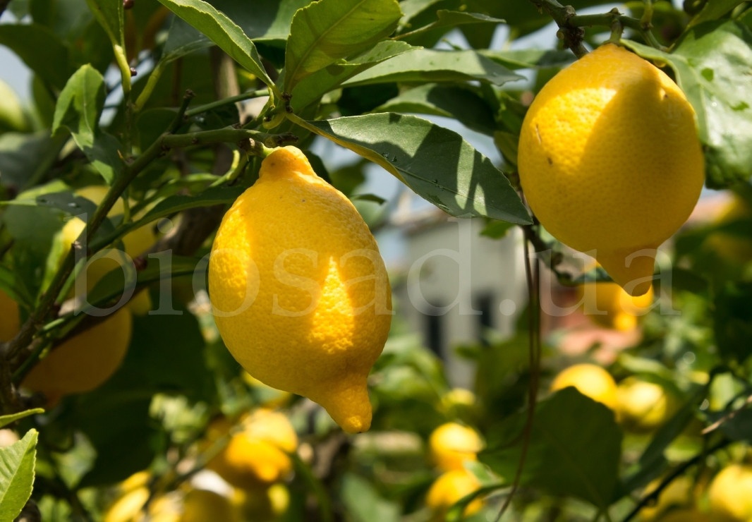 Лимон Лунаріо (Lunario)