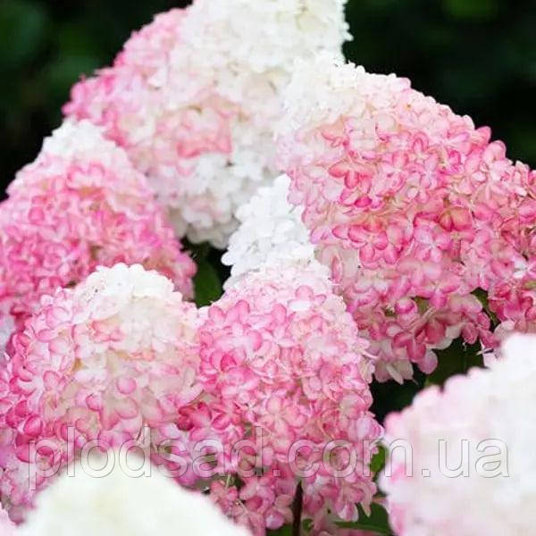 Гортензія волотиста Living Strawberry Blossom