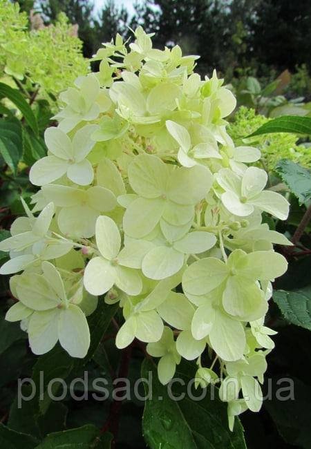 Гортензія волотиста Пінкачу (Pinkachu)