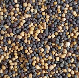 Насіння сидератна суміш Ріпак Гірчиця