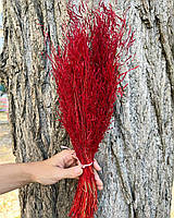 Сухоцвет мунни