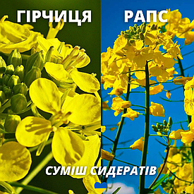 Насиння сидератна суміш Ріпак Гірчиця