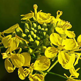 Насіння гірчиці