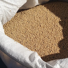 Насіння гірчиці білої Україна сидерат