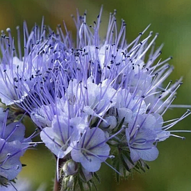 Насіння фацелія сидерат медонос