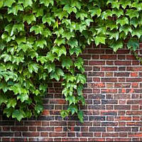 Виноград Вічі щеплений саджанці в горщику Parthenocissus tricuspidata Veitchiі