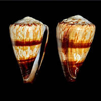 Морские раковины Конус Conus miles, размер: длина 8-9см