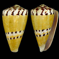 Морские раковины Конус Conus capitaneus Linnaeus: длина 6.5-7.5см