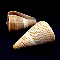 Морские раковины Конус Conus Figulinus, размер: длина 7-8см