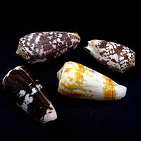 Морські раковини Конус Conus Striatus, розмір: довжина 6.5-7.5см