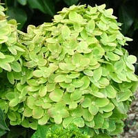 Гортензія волотиста Мохіто (Mojito)