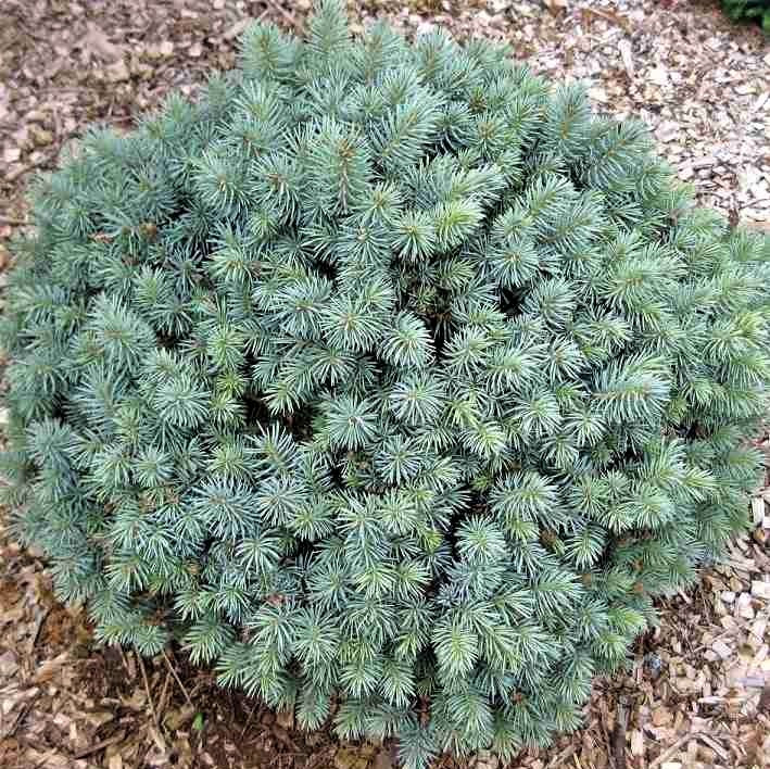 Саджанці Ялини колючої Глаука Нана (Picea glauca Nana) С1.5