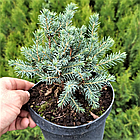 Саджанці Ялини колючої Глаука Нана (Picea glauca Nana) С1.5, фото 2