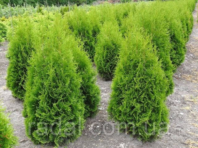 Туя західна Колумна Р9 25-27 см (Thuja occidentalis Columna)