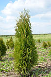 Туя західна Колумна Р9 25-27 см (Thuja occidentalis Columna), фото 2