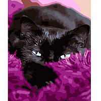Картина по номерам Чорний котик в покривалі розміром 40х50 см (HH058) melmil