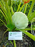 Насіння патисон Диск білий (3 г) середньостиглий, For Hobby, TM GL Seeds, фото 5